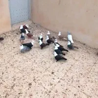 کبوتر کربلایی|پرنده|کهک, |دیوار