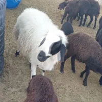گوسفند