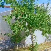 فروشی-باغ-ویلا