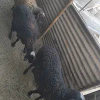 سه عدد گوسفند