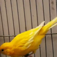 ماده قناری جوان + قناری نر|پرنده|خمینی‌شهر, |دیوار