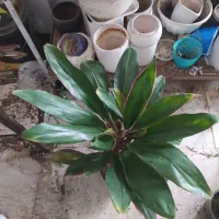 کردلین لب ماتیکی