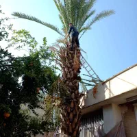 برش نخل درختان باغی و تنه درختان هرس و پاکن|خدمات باغبانی و درختکاری|شیراز, ارم|دیوار
