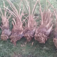 جونگ پیاروم