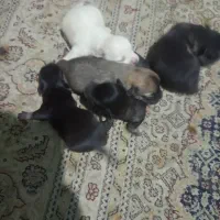 توله سگ|سگ|شیراز, ماه فیروزان|دیوار