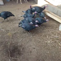 بوغقلمو|حیوانات مزرعه|لیلان, |دیوار