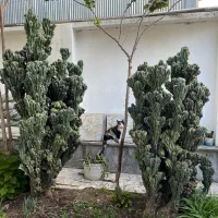 کاکتوس صخره ای خیلی بزرگ سالم