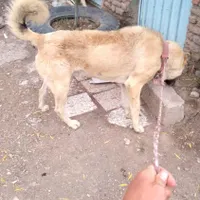سگ سرابی جنگی دو نیم ساله