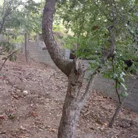 فروشنده صددرصد ۱۰۰|فروش زمین و ملک کلنگی|لواسان, |دیوار