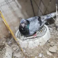 سار