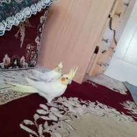 دو عدد عروس هلندی نر  رام|پرنده|بافت, |دیوار