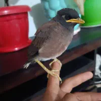 جوجه مرغ مینا