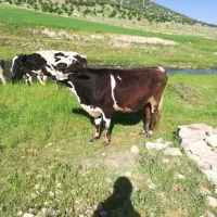 گاو 8ماه آبستن