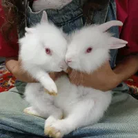 خرگوش خانواده