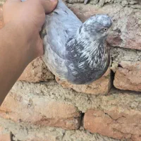 کبوتر رفتنی