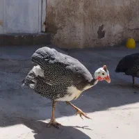 مرغ شاخدار قیمت مناسب
