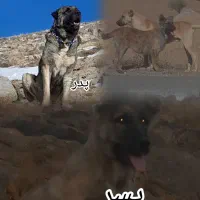 توله سرابی ۴ ماهه