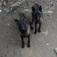 فروش و پرورش توله مالینویز بلژیکی