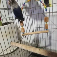 طوطی برزیلی|پرنده|ملارد, |دیوار