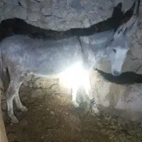 فروش خر خیشی زرنگ