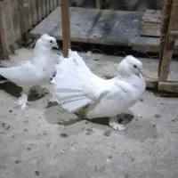 کبوتر تزیینی|پرنده|ری, شهید بهشتی|دیوار