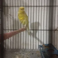 قناری ماده|پرنده|سلماس, |دیوار