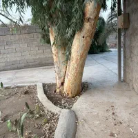 خرید چوب ودرخت