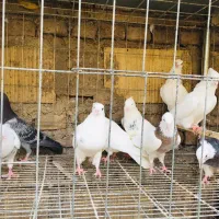 تعدادی طوقی بالغ و جوان|پرنده|مینودشت, |دیوار