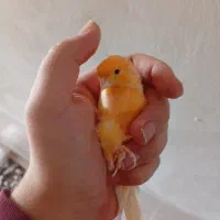 یک جفت قناری