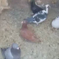 کفتر زاغ و ساده