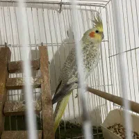 جفت عروس مولد با لوازم کامل|پرنده|ساری, |دیوار