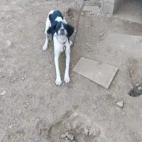 سگ دنبلان یاب