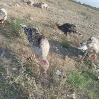 بوقلمون محلی|حیوانات مزرعه|گنبد کاووس, |دیوار