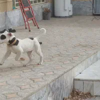 توله داگو ۳ماهه باهوش