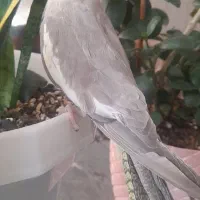 فروش دوعدد عروس هلندی ماده سالم سرحال