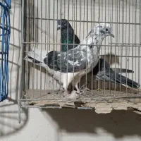کفتر تهرانی|پرنده|آبیک, |دیوار