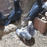 ۶ تا گوک کلاهی