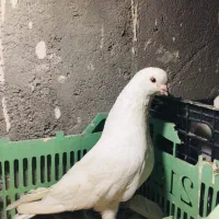 کبوترنوک قنار