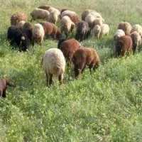میش بره دار خوب و سرحال و جوان