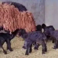 فروش 10راس بر ماده هترو افشار