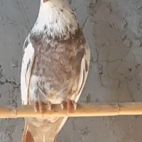 کبوتر معاوضه با سهره یا قناری