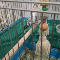 عروس هلندی مرواریدی|پرنده|قم, بنیاد|دیوار