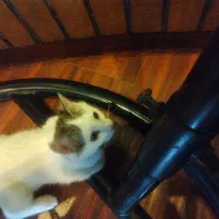 حامی حیوانات داوطلبانه