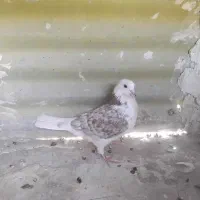 کبوتر گمشده