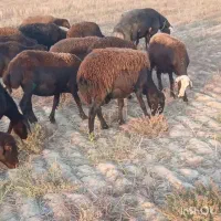 ۳۷ راس گوسفند آبستن جوان سنو شده تضمین|حیوانات مزرعه|گنبد کاووس, |دیوار