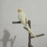 عروس هلندی ماده رام لوتینو بالغ|پرنده|سرپل ذهاب, |دیوار