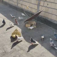 کبوتر|پرنده|مشهد, حضرت حجت|دیوار