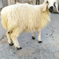 دوتا بره نر چاق