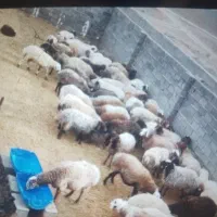 بره پای پرواز