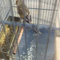 سهره قناری|پرنده|صباشهر, |دیوار